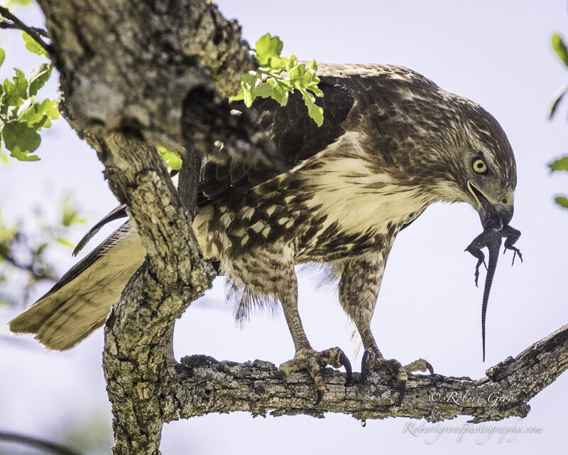 Red-tailed Hawk swallows a Western Fence Lizard.