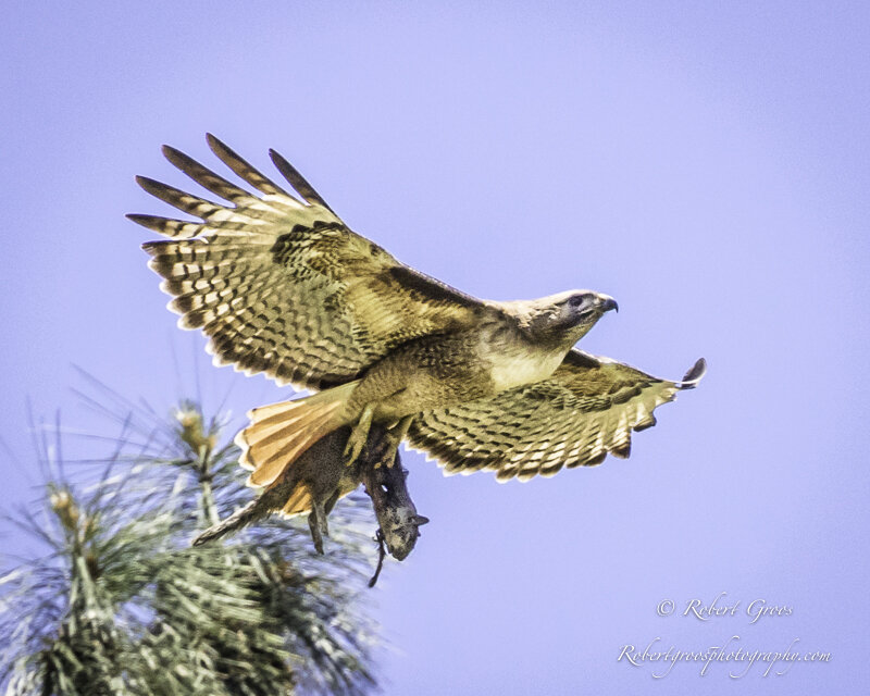 Red-tailed Hawk with squirrel in talons.