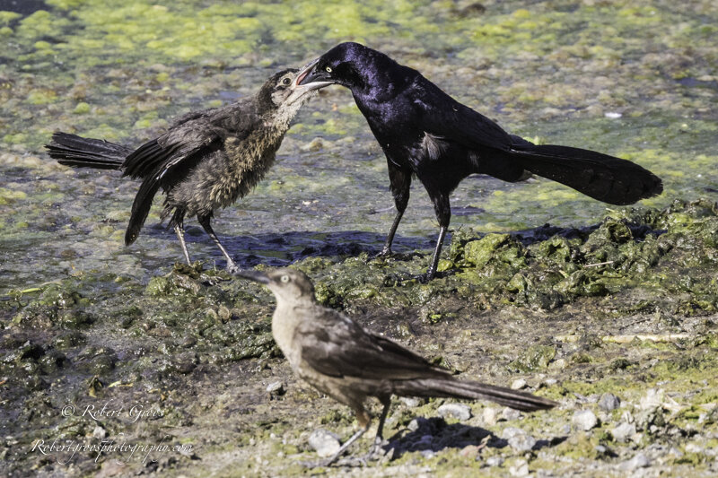 Male great-tailed grackle feeding fledgling.