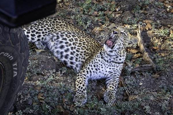 Leopard cub lying next to safari jeep