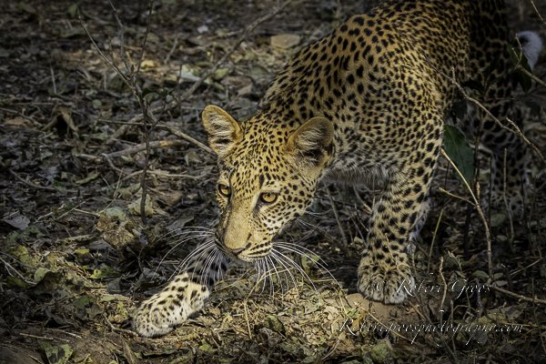 Leopard cub stalking