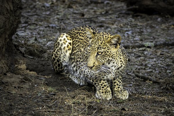 Leopard cub crouching