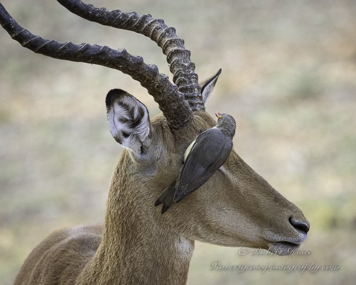 Red-billed Oxpecker on Puku