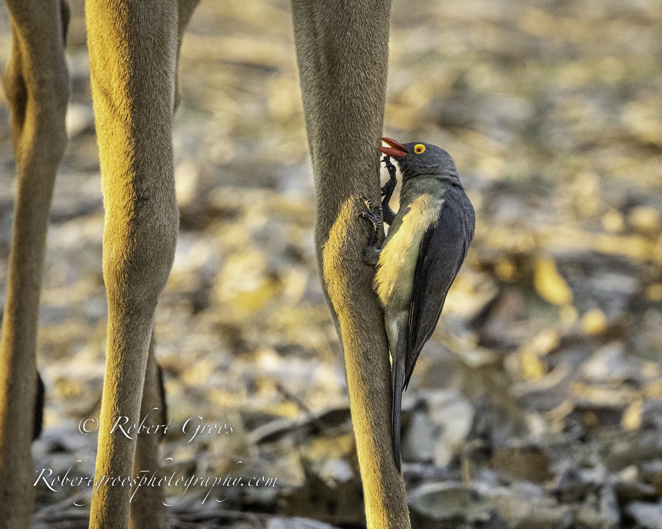 Red-billed Oxpecker on Puku
