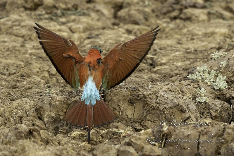 Carmine Bee-eater taking off