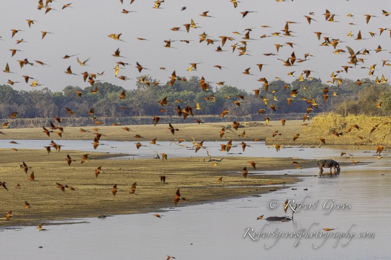 Flock of Carmine Bee-eaters