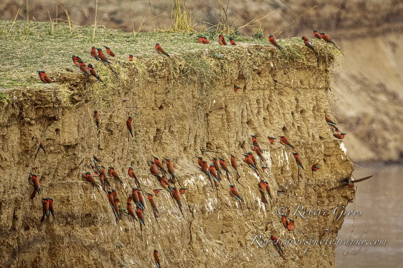 Carmine Bee-eater nesting site