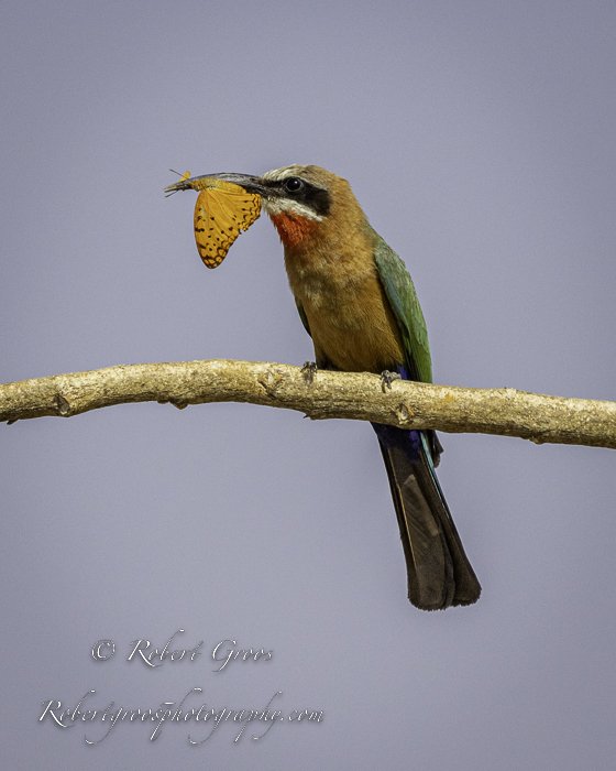 White-fronted Bee-eater eating butterfly
