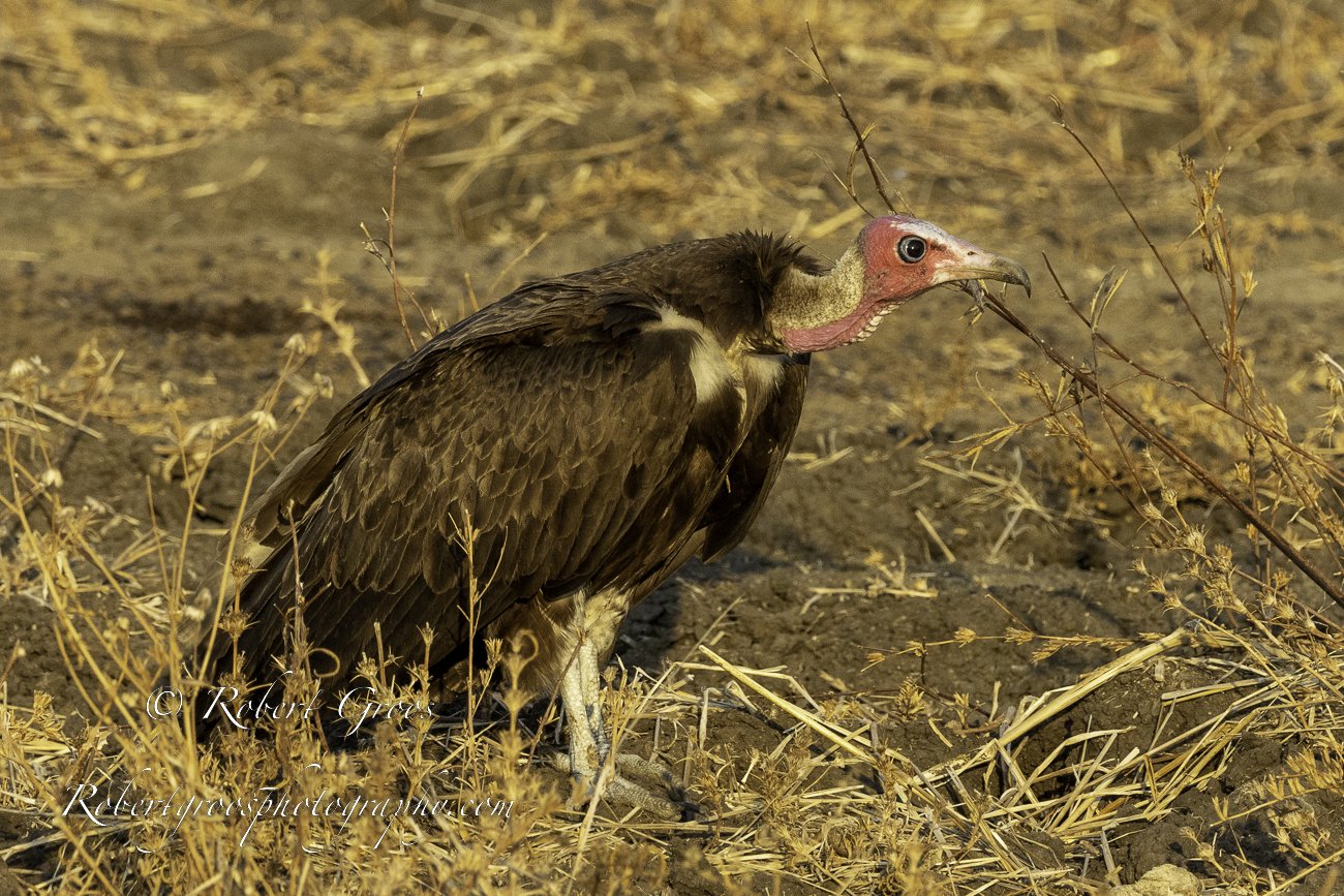 White-hooded Vulture