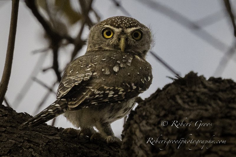 Barred African Owlet