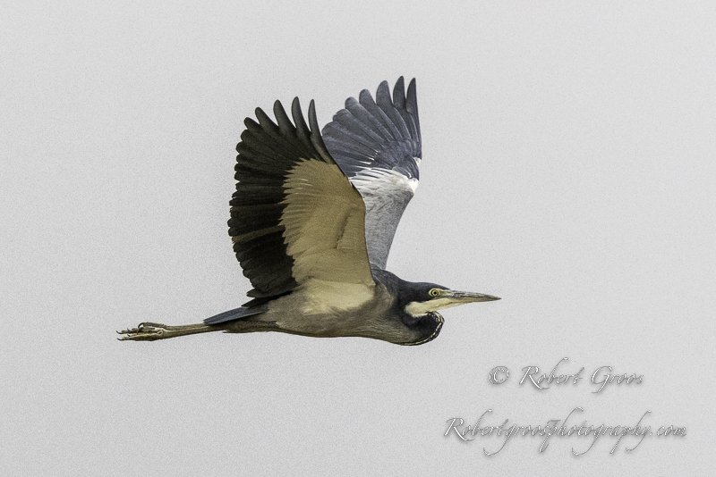 Black-headed Heron in flight