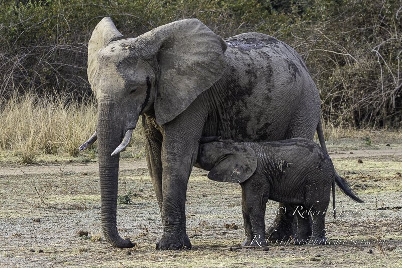 Baby Elephant suckling