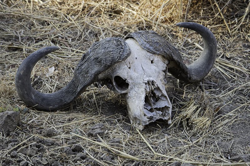 Cape Buffalo skull