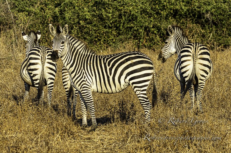 Crawshay's Zebras