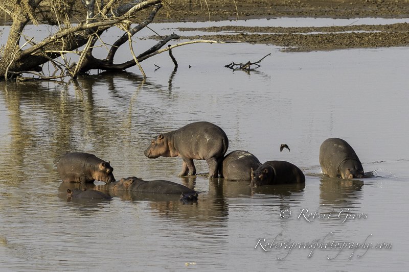 Hippos bathing