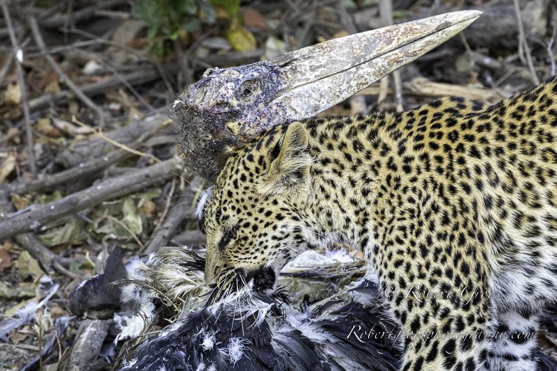 Leopard cub eating stork