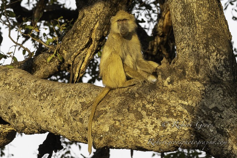 Yellow baboon in tree