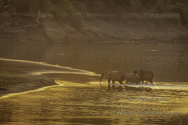 Elephants crossing river at sunset