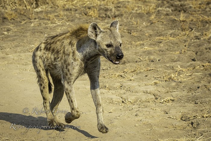 Spotted Hyena running