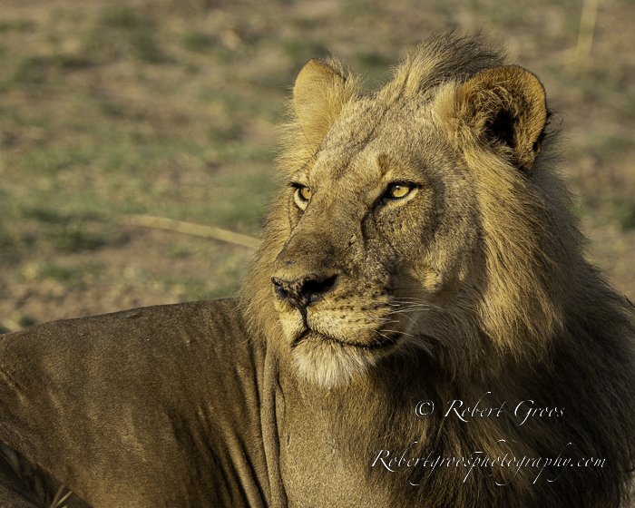 Juvenile male lion