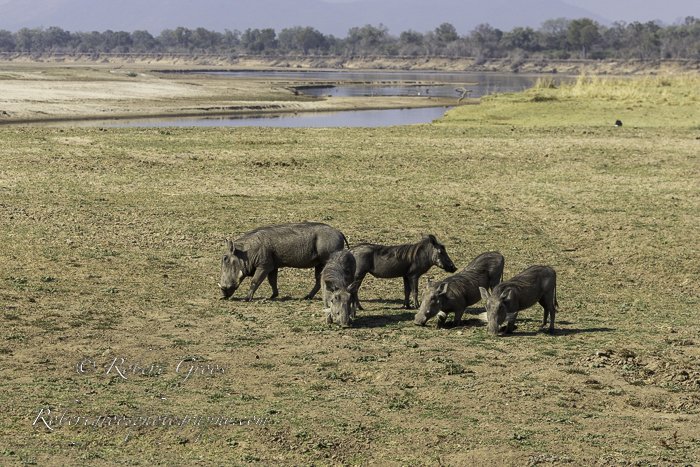Warthog family foraging along Luangwa River