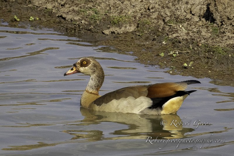 Egyptian Goose on water