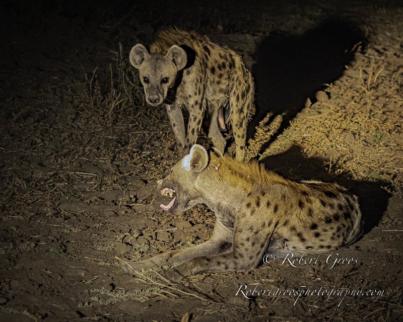 Spotted Hyenas at night