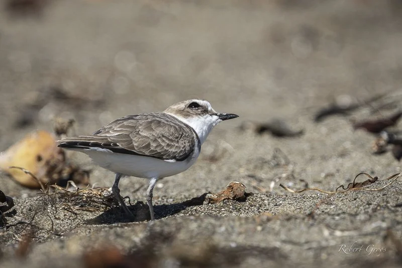 Snowy Plover looking to sky for danger