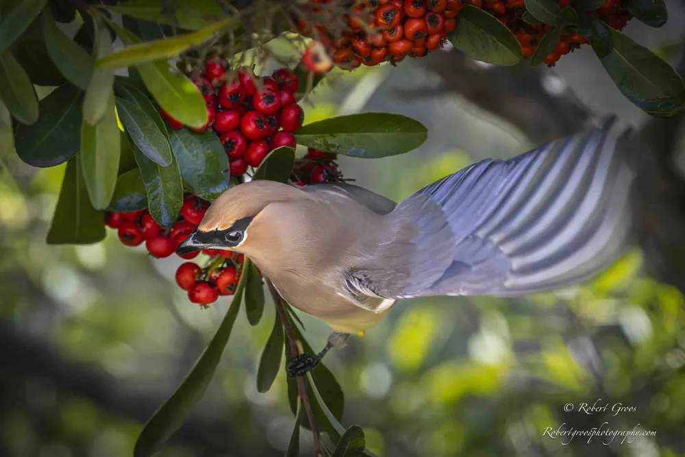 Is It Safe to Eat Bird Pecked Fruit? Expert Tips Revealed