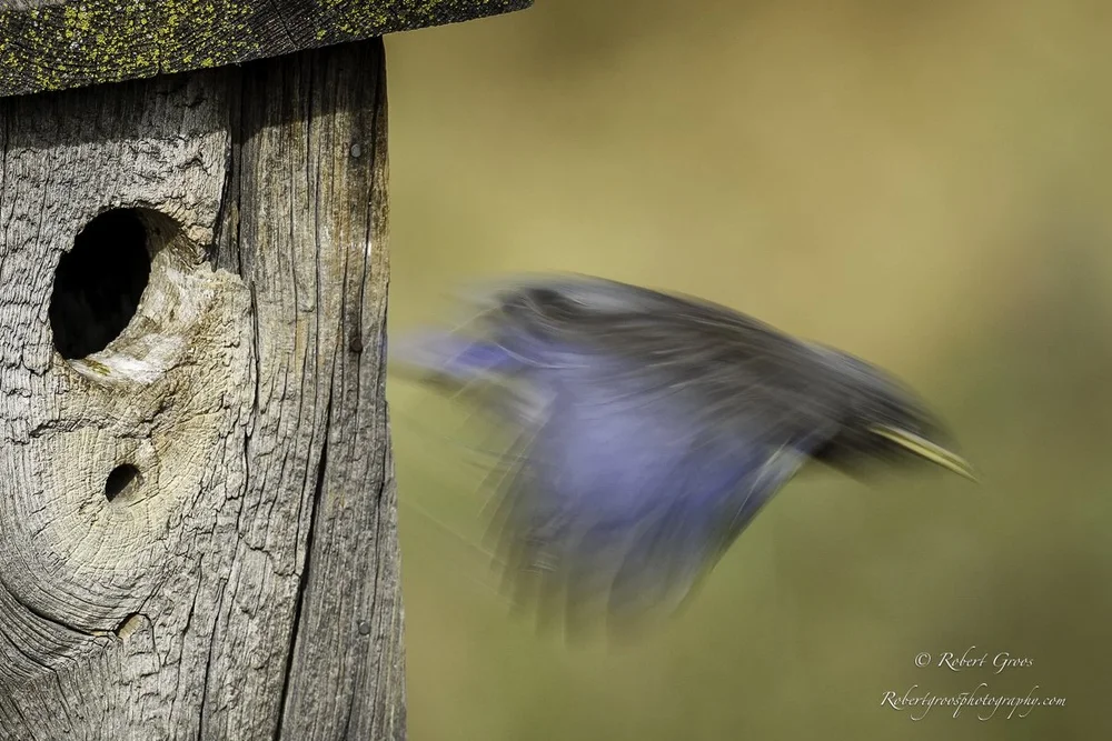 How Long Until Baby Birds Leave the Nest: Essential Timeline Guide