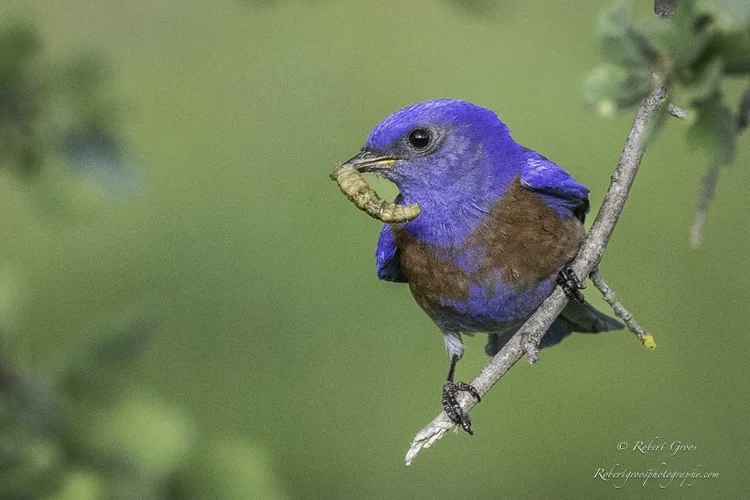 How to Tell If Blue Bird Fledging Behavior Signals Success
