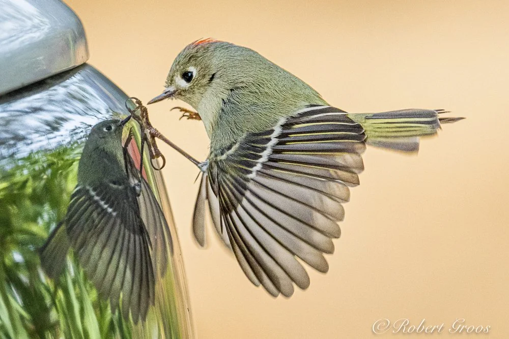 All about a Ruby-crowned Kinglet battling the bird in the bumper