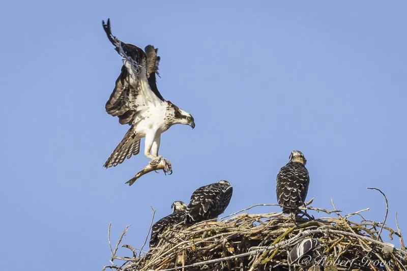 Osprey flying to nest with fish