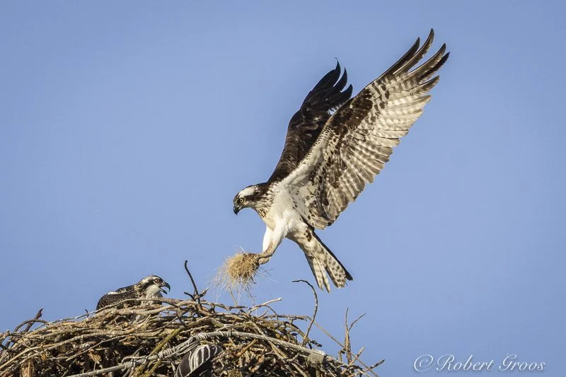 Osprey flying with nest material