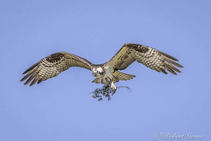 Osprey in flight with nest material