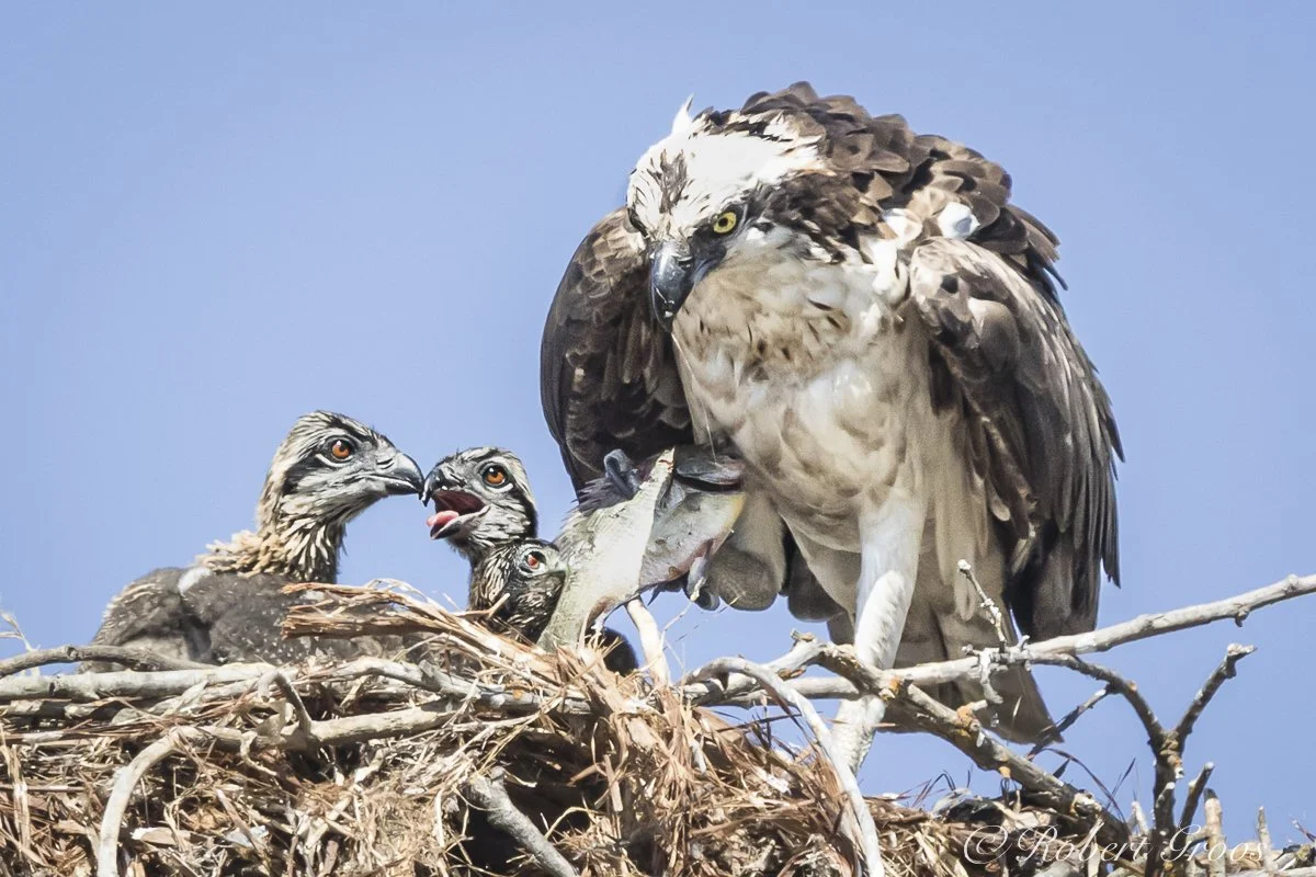 Fratricide in the Osprey Nest