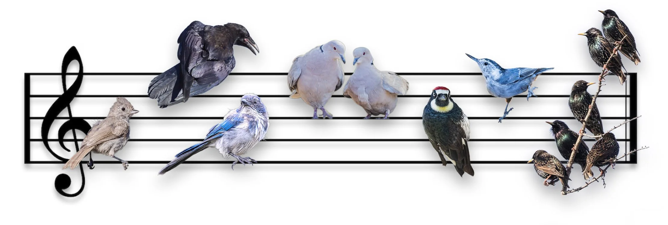 A Rhapsody of Birds