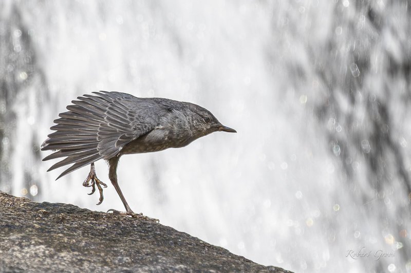 Discovering American Dippers at Whiskey Falls