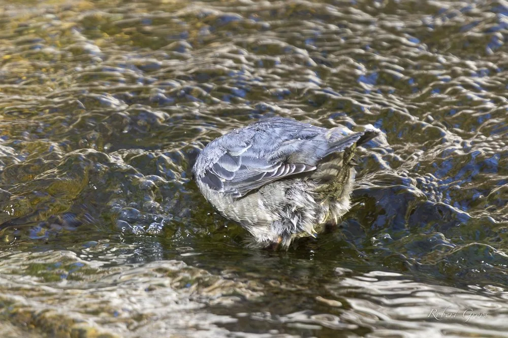 American Dipper with head under water