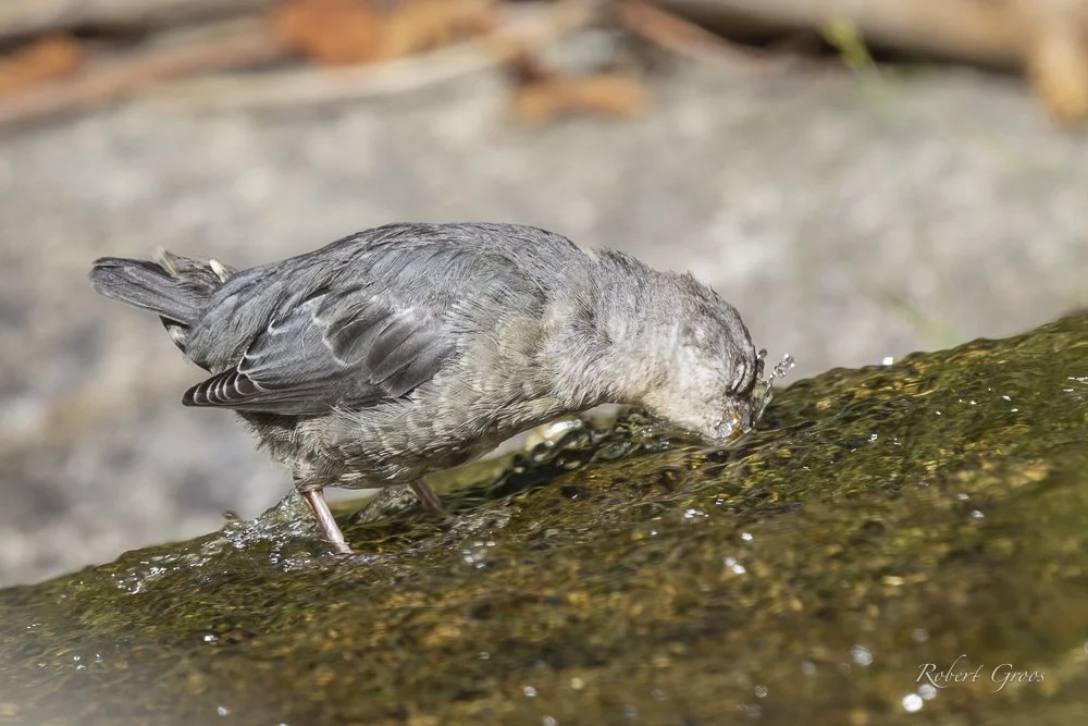 American Dipper grasps food  in stream