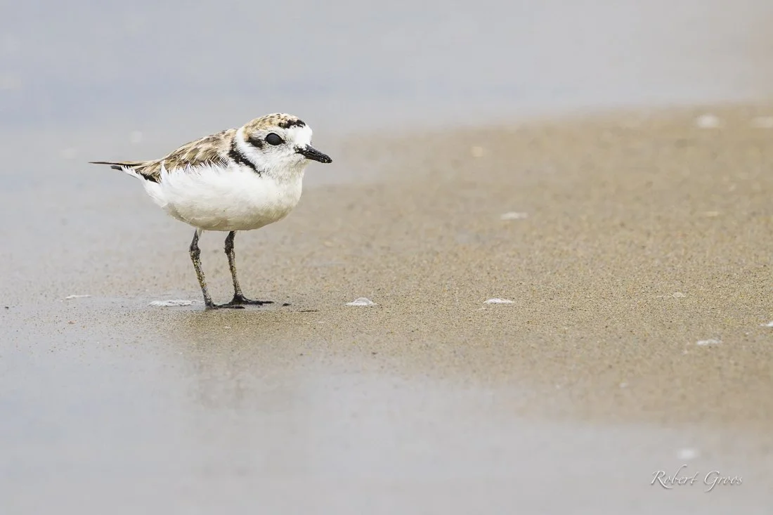 Saving Threatened Western Snowy Plovers