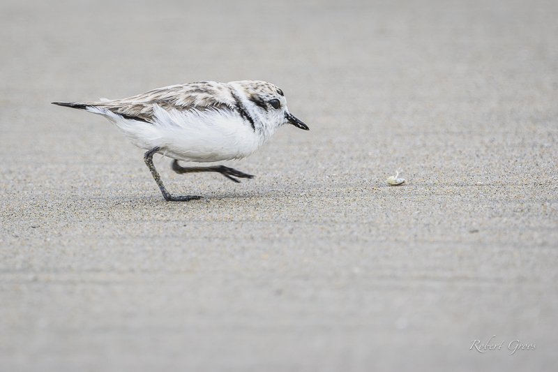 Western Snowy Plover chases crustacean on beach photo