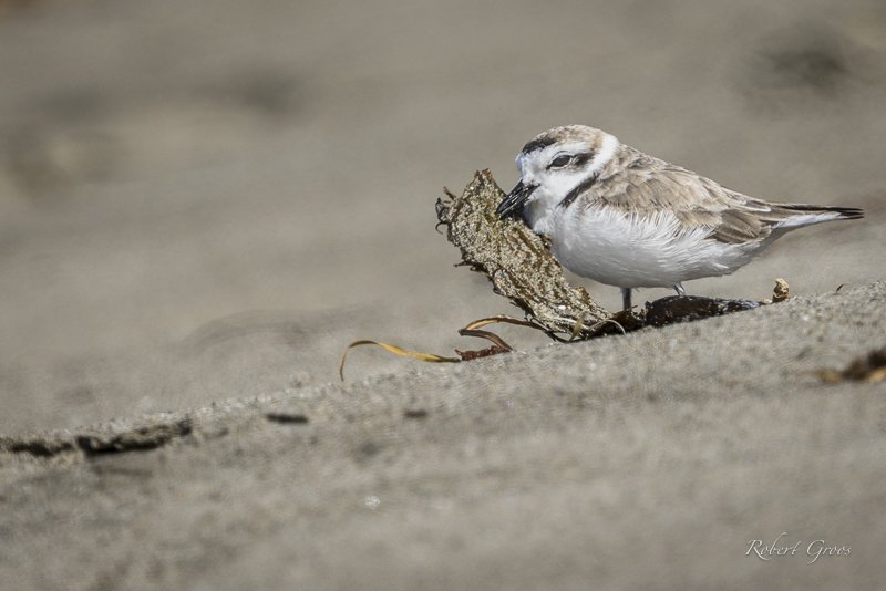 photo of Western Snowy Plover eating flies on rotting seaweed