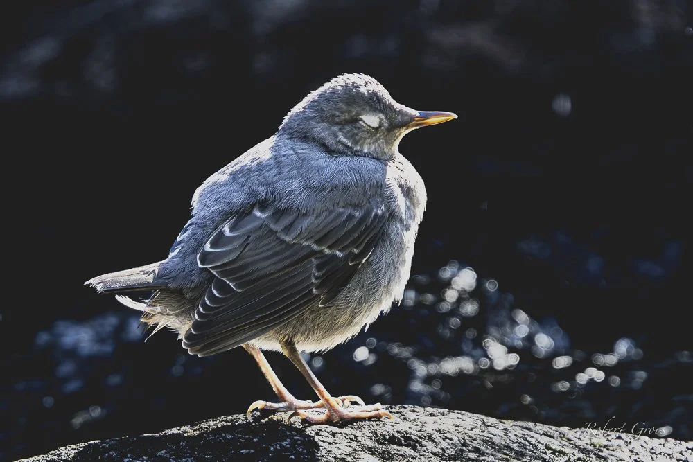 An American Dipper rests on a boulder with its feathered eyelids closed