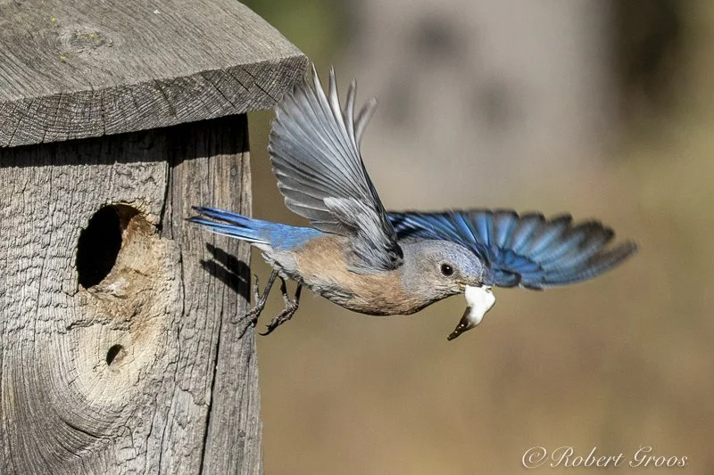 Bluebird carrying fecal sac from nest