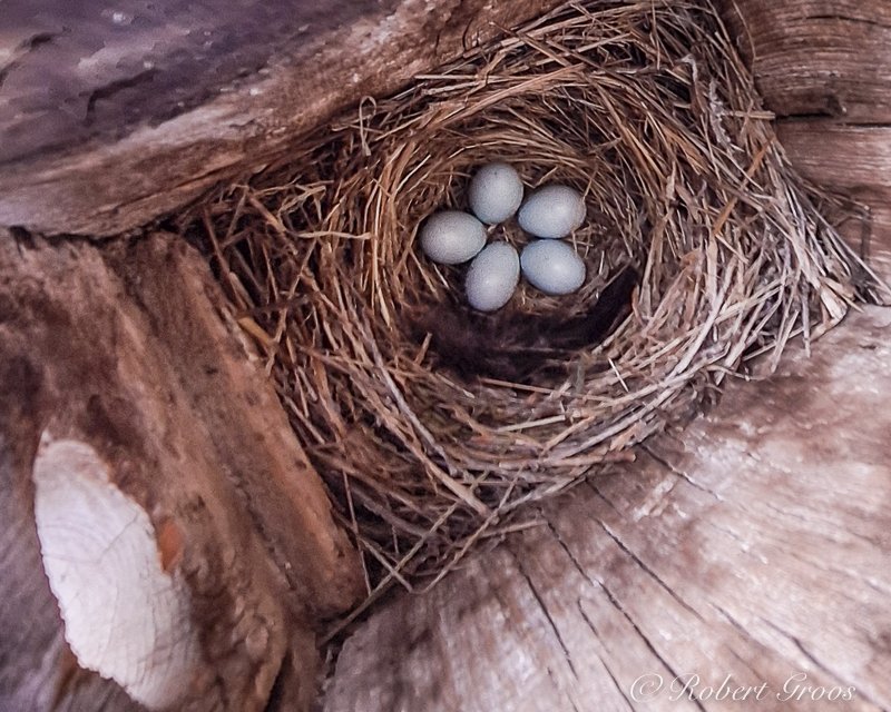 Western Bluebird eggs in nest