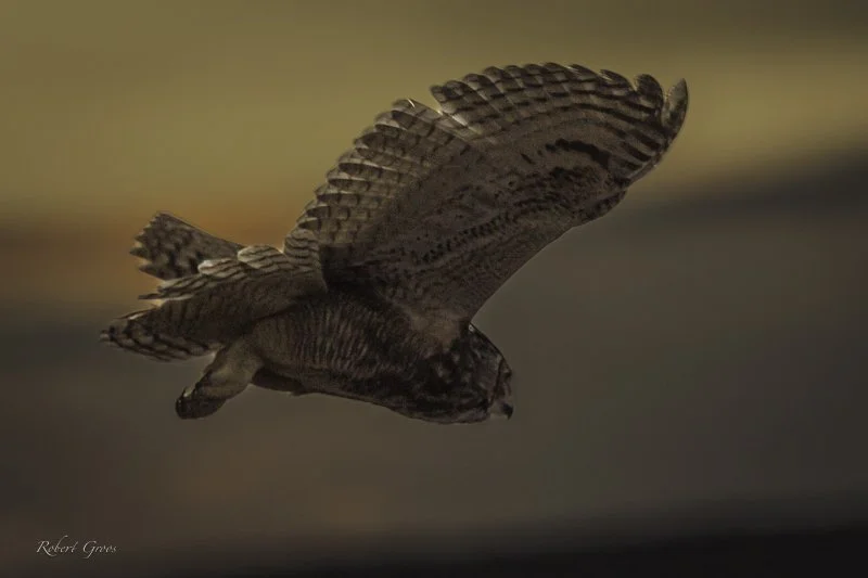 Great-horned Owl in flight photo