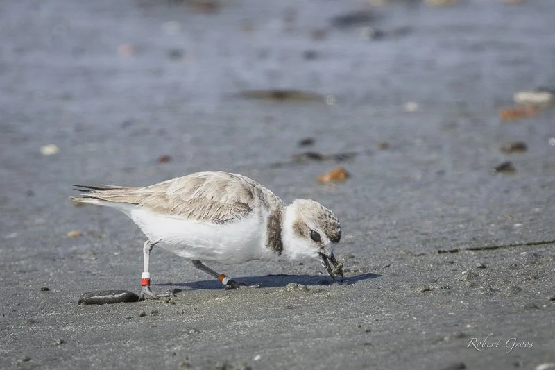 Banded Western Snowy Plover eating on beach