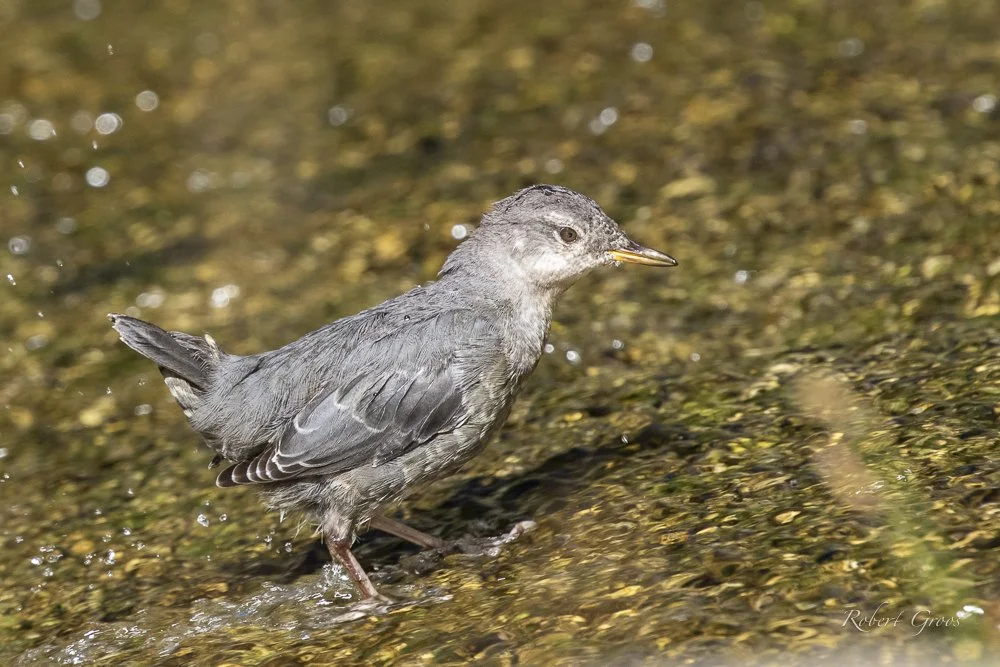 American Dipper wading in fast moving mountain stream