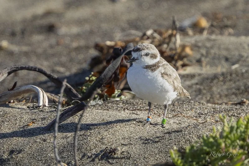 Banded Western Snowy Plover